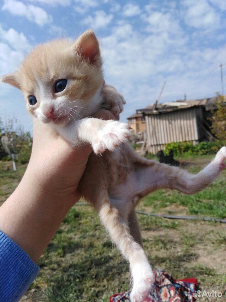 Котятки в добрые руки купить на Зозу.ру - фотография № 3