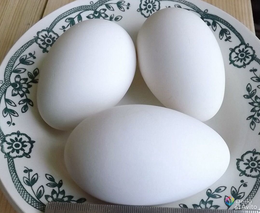 Инкубационное гусиное яйцо купить на Зозу.ру - фотография № 1