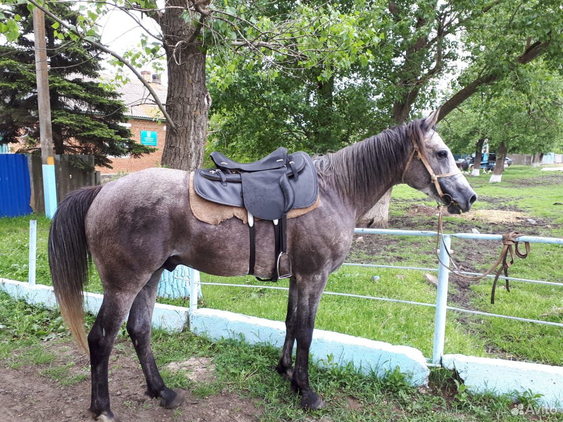 Купить Лошадь На Авито В Саратовской Области