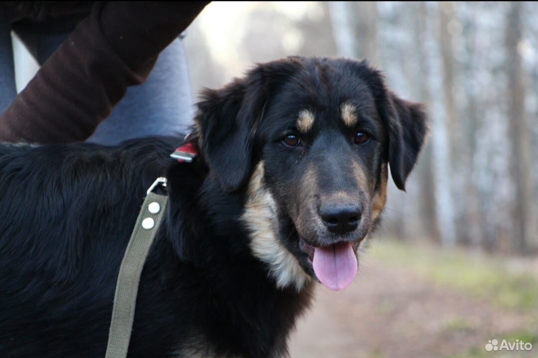 Сторожевая собака(волкодав Банхар) купить на Зозу.ру - фотография № 1