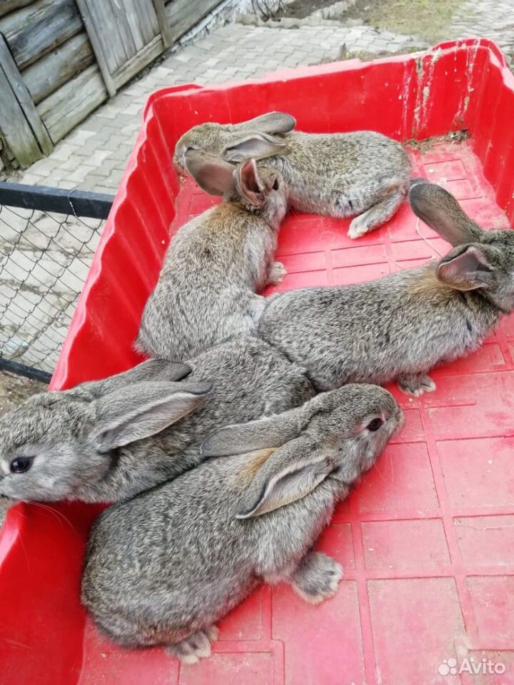 Кролики мясных пород родились 28. 03.2020 на фотог купить на Зозу.ру - фотография № 2