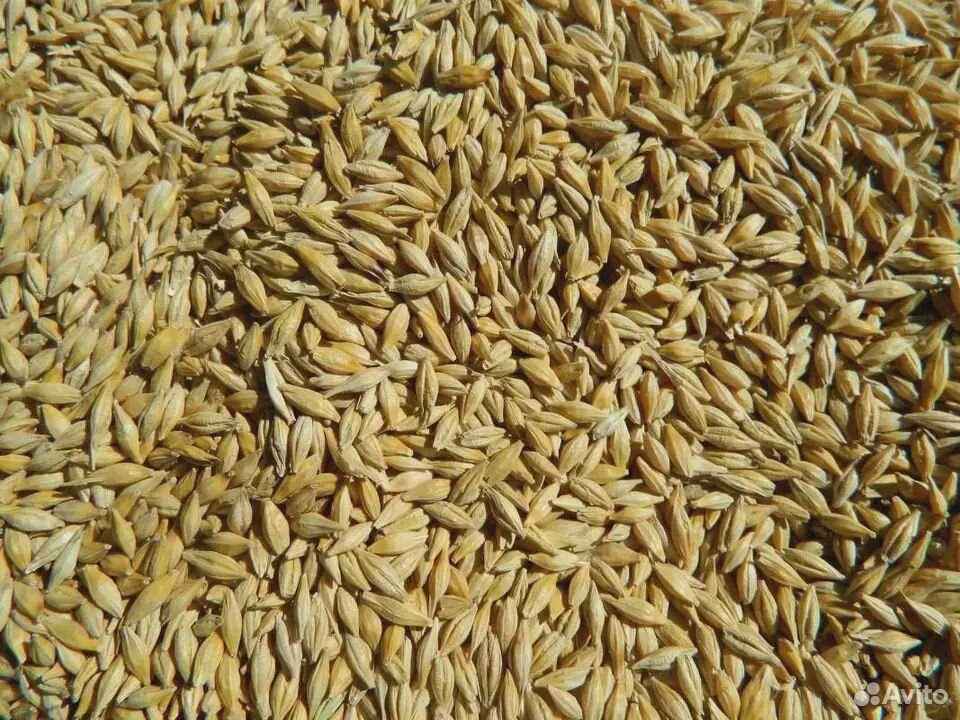Семена пшеницы, ячменя купить на Зозу.ру - фотография № 2