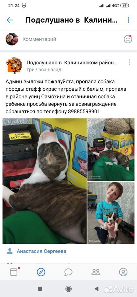 Пропала собака породы стафф купить на Зозу.ру - фотография № 1