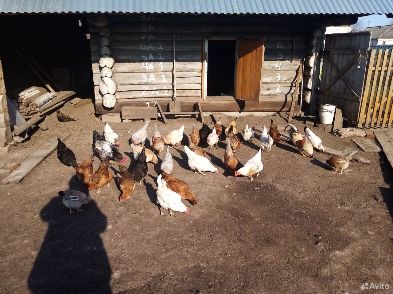 Цыплята кур несушек купить на Зозу.ру - фотография № 3