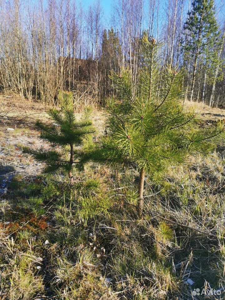 Саженцы Сосны Купить