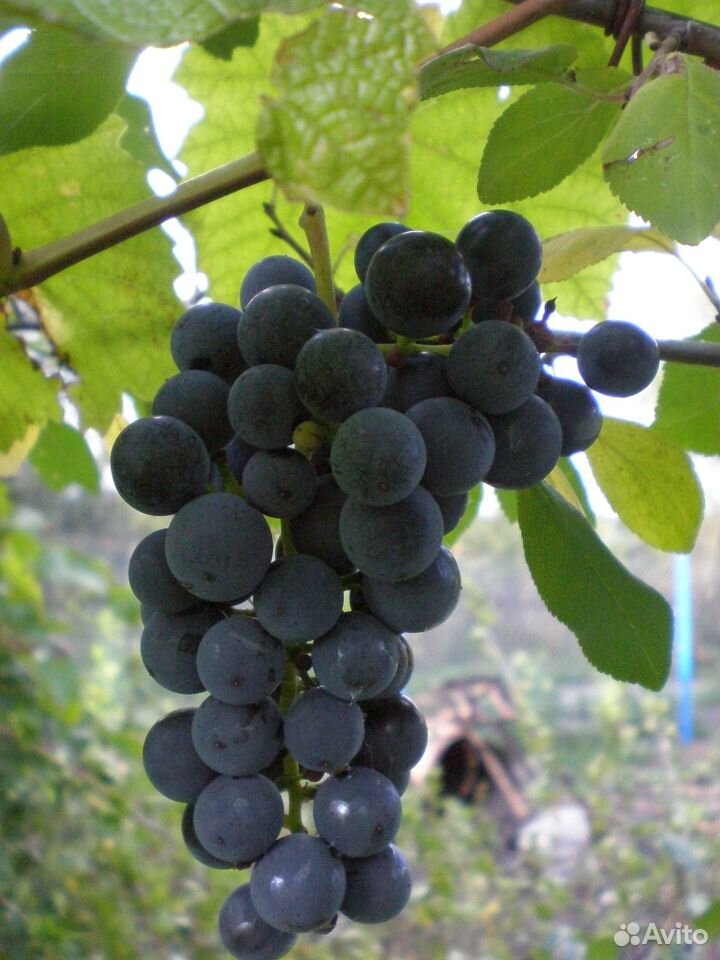Саженцы винограда купить на Зозу.ру - фотография № 1