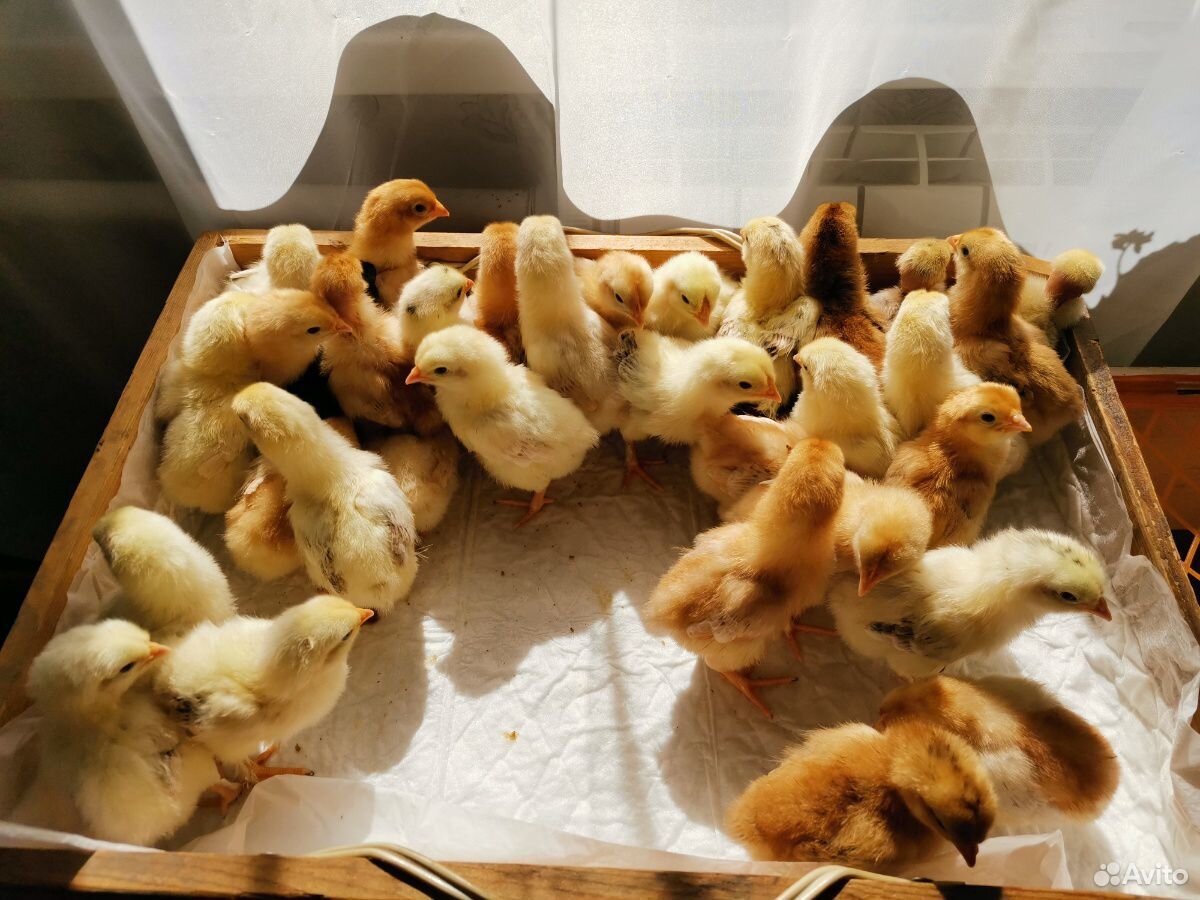 Цыплята домашние купить на Зозу.ру - фотография № 3