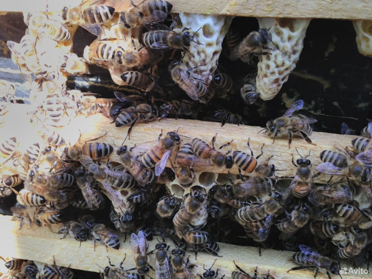 Пчеломатки F1;Маточники; купить на Зозу.ру - фотография № 1