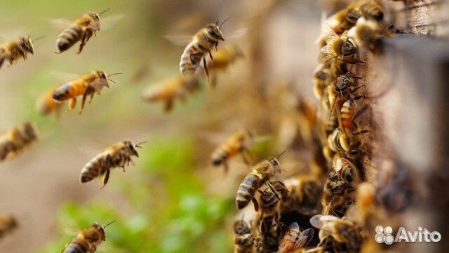 Продам пчёл, пчелосемьи, пчелопакеты купить на Зозу.ру - фотография № 1