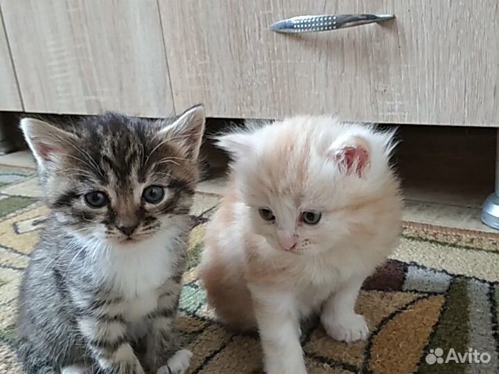 2 маленьких котика купить на Зозу.ру - фотография № 9