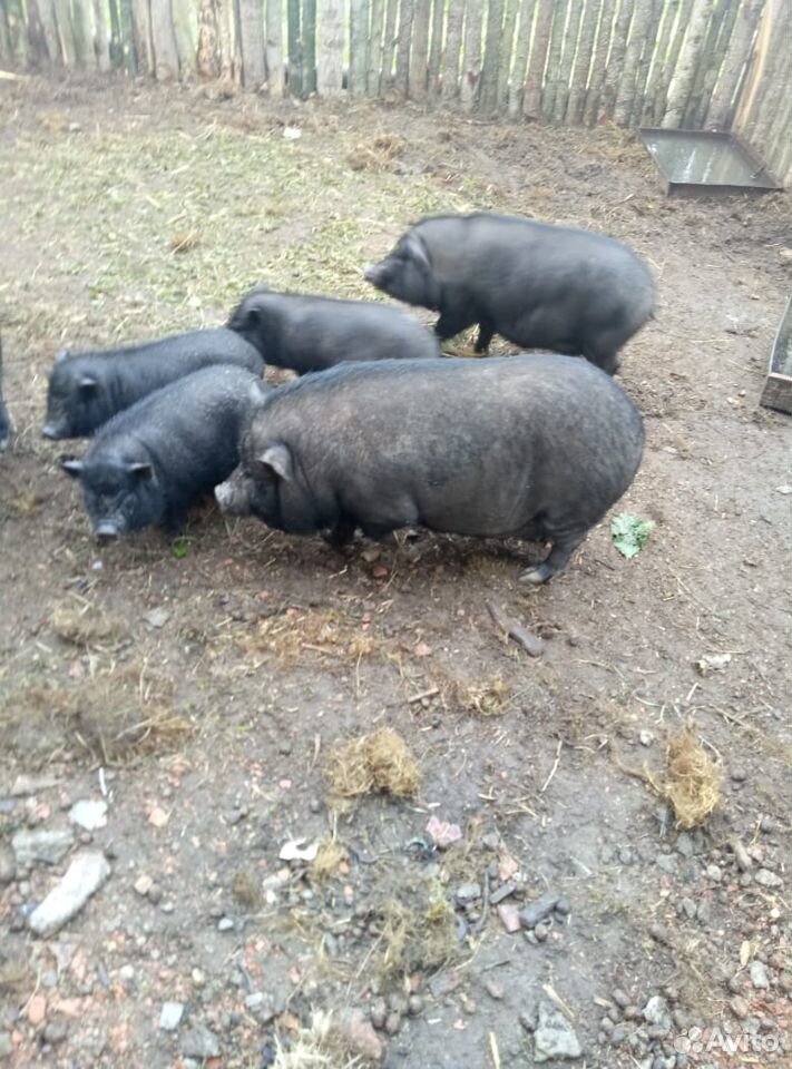 Продам вьетнамская свинья и поросят купить на Зозу.ру - фотография № 2