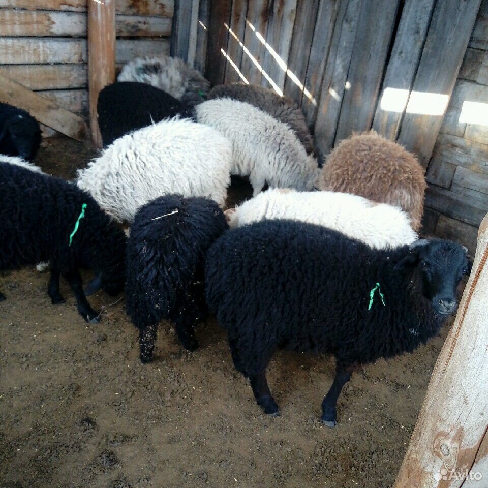 Овцы и бараны купить на Зозу.ру - фотография № 4