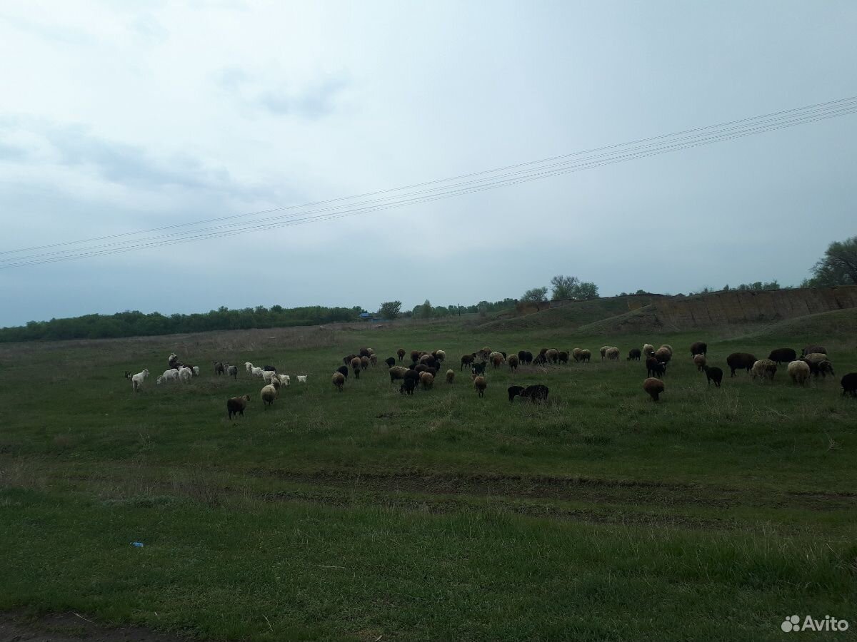 Продам овец ягнят коз купить на Зозу.ру - фотография № 3