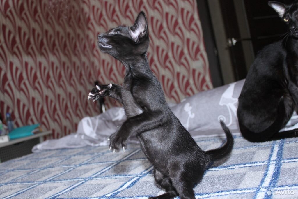 Мини-пантера черный ориентальный котенок купить на Зозу.ру - фотография № 9
