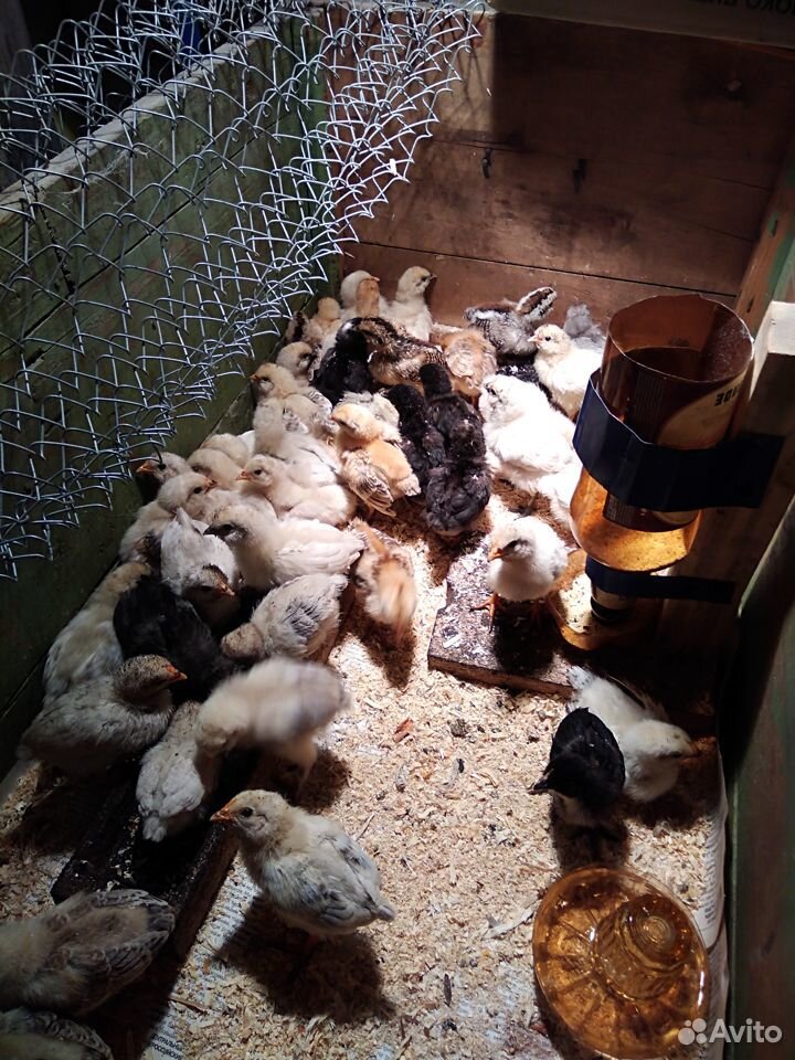 Двух недельные цыплята от домашних кур - несушек купить на Зозу.ру - фотография № 1