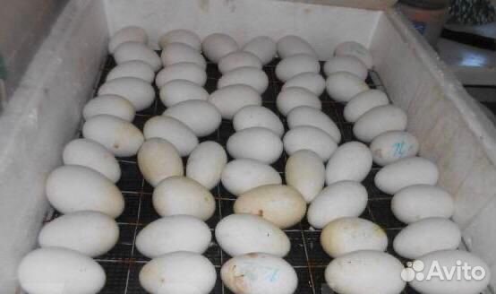 Гусята.Гусиные яйца купить на Зозу.ру - фотография № 2