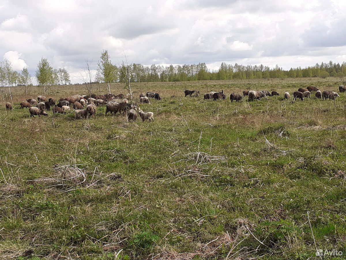 Овцы, ягнята купить на Зозу.ру - фотография № 6