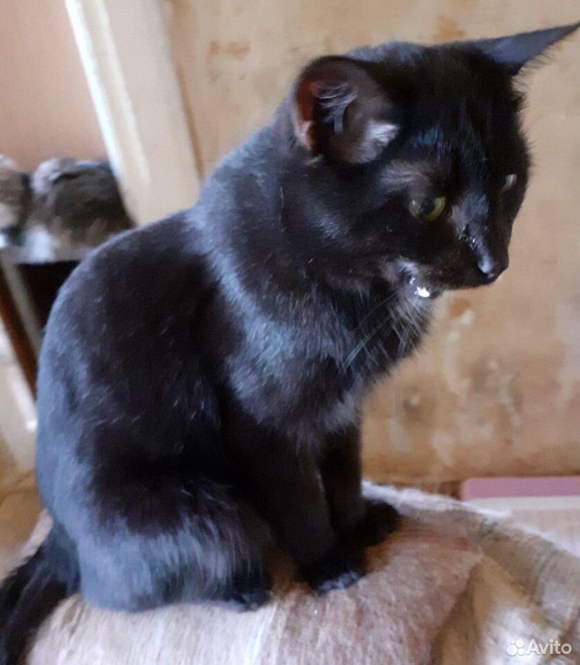 Шикарный черный кот ищет семью купить на Зозу.ру - фотография № 3