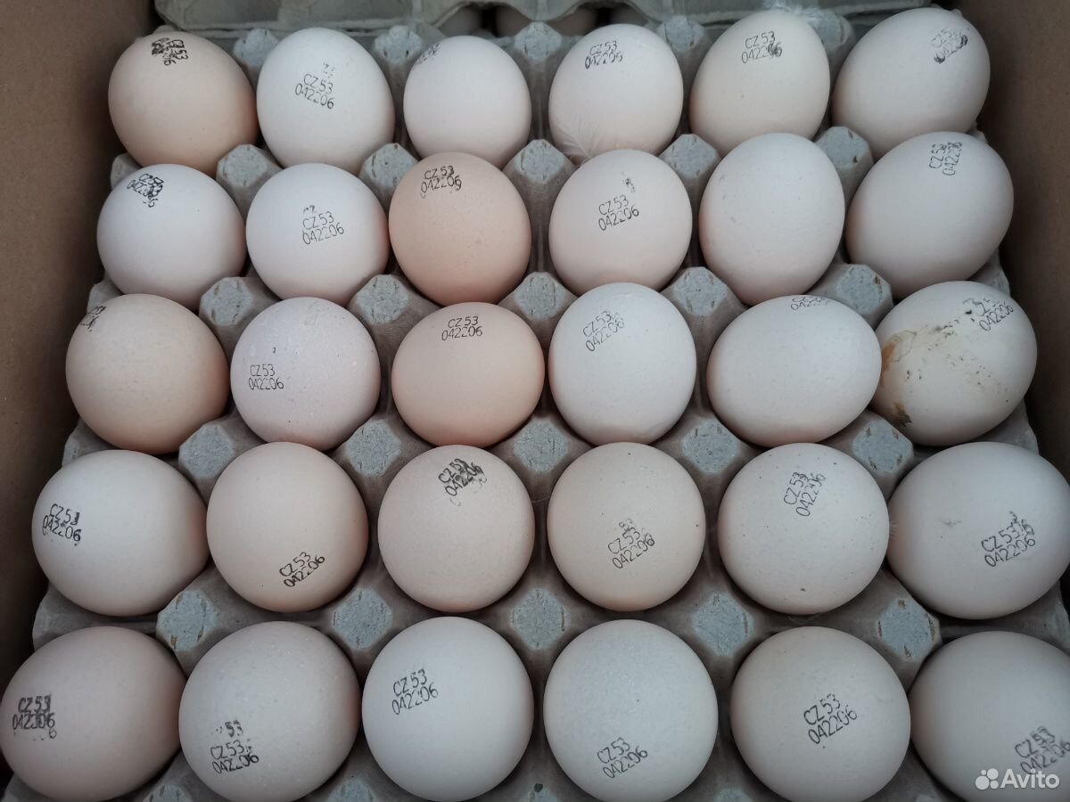 Инкубационное яйцо кур бройлеров купить на Зозу.ру - фотография № 1