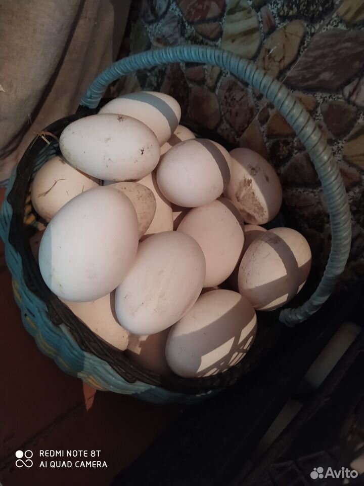 Яйцо гусинное купить на Зозу.ру - фотография № 1