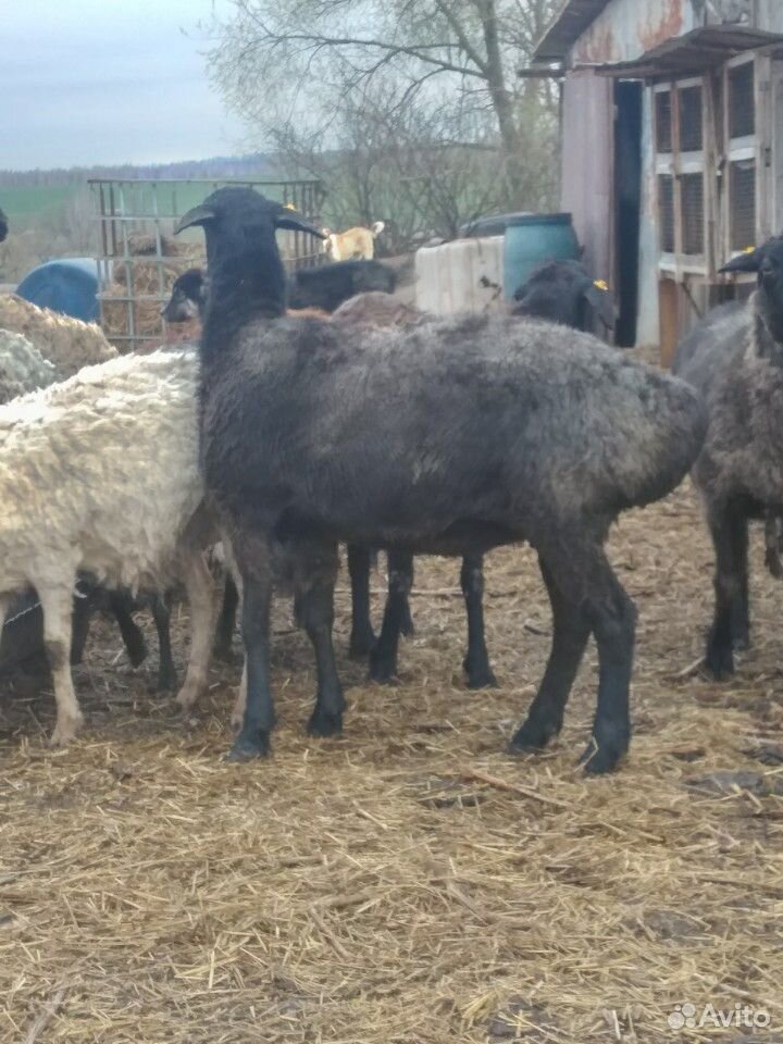Овцы и баран купить на Зозу.ру - фотография № 2