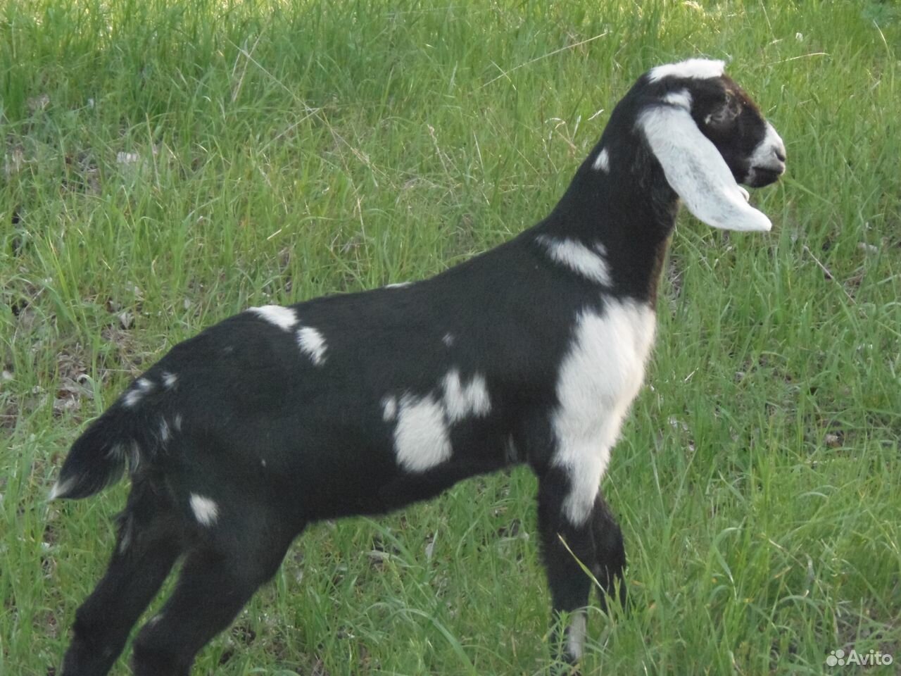 Нубийская дойная коза и козочка, козлик купить на Зозу.ру - фотография № 6