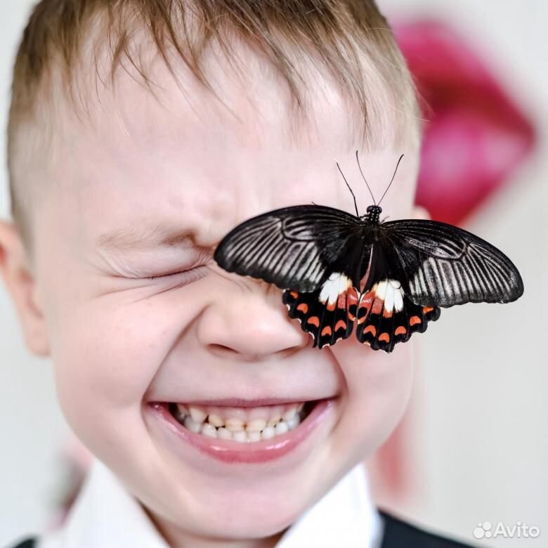 Живые бабочки в подарок купить на Зозу.ру - фотография № 4