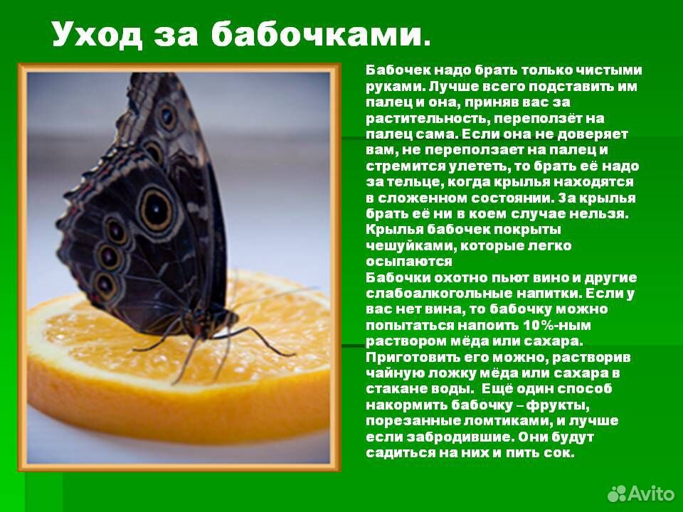 Живые бабочки в подарок купить на Зозу.ру - фотография № 7