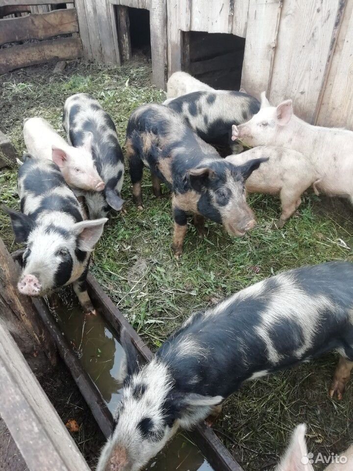 Свиньи на доращевание купить на Зозу.ру - фотография № 4