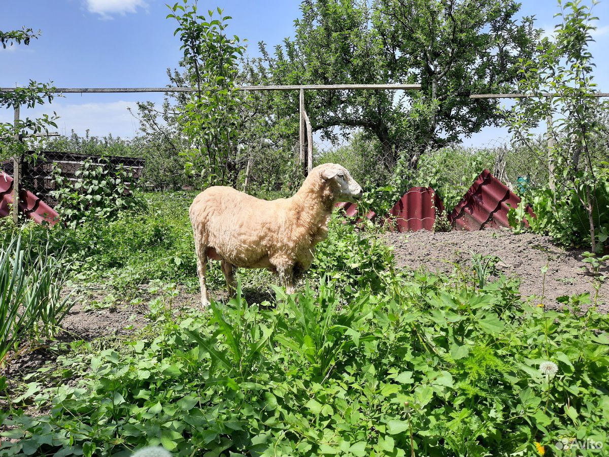 Овца породы Меринос с ягнятами купить на Зозу.ру - фотография № 5