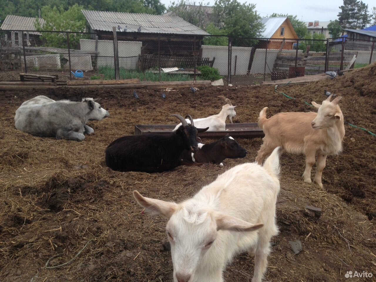 Продаю коз/козлят, свиней/поросят купить на Зозу.ру - фотография № 4