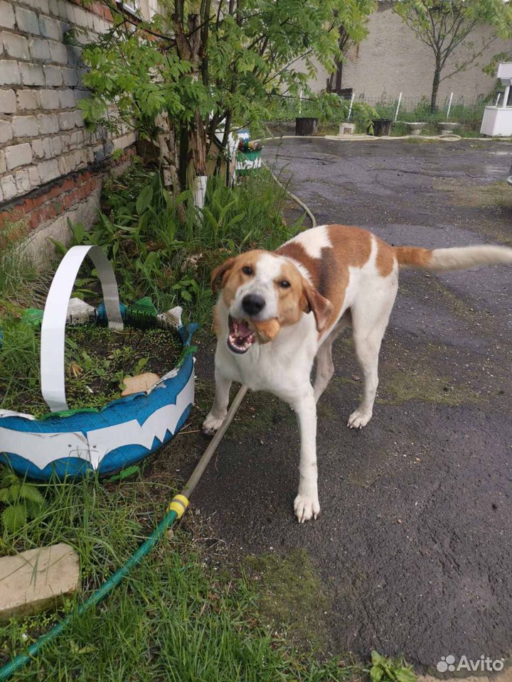 Найдена собака купить на Зозу.ру - фотография № 2