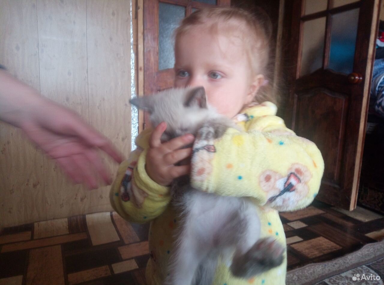 Бесплатно отдам котят купить на Зозу.ру - фотография № 2