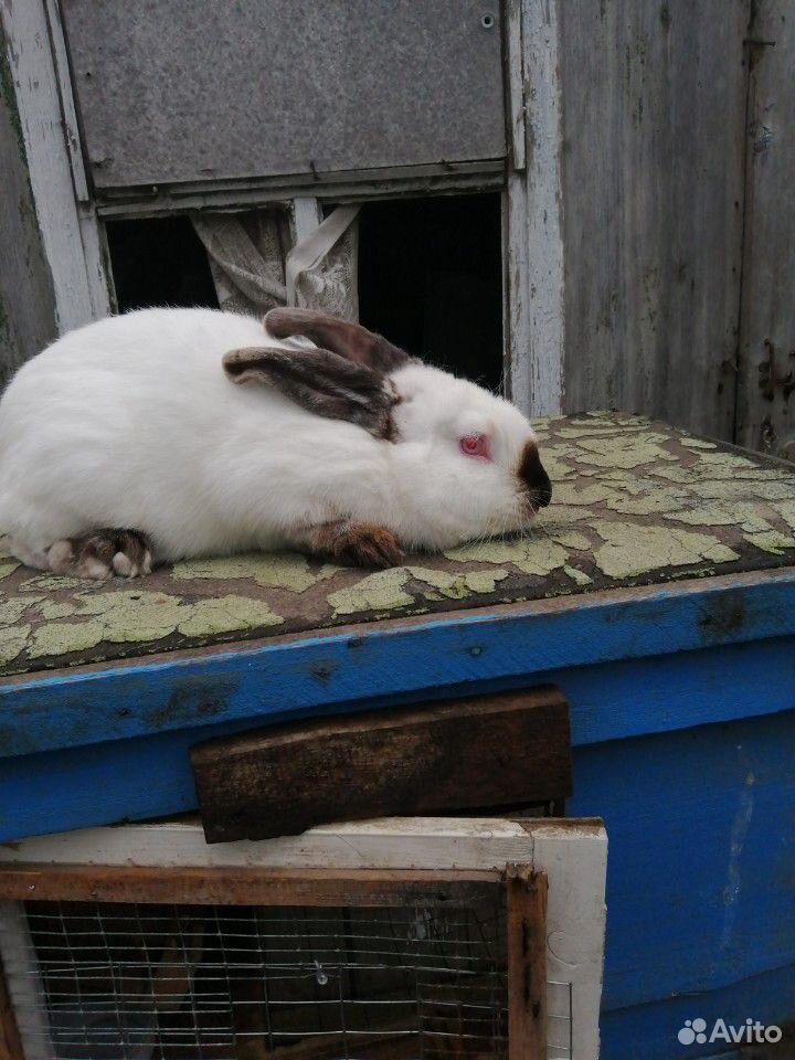 Кролики / крольчихи для разведения купить на Зозу.ру - фотография № 2