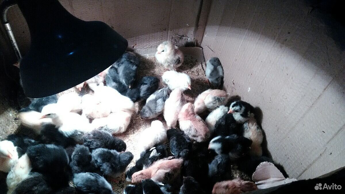 Цыплята домашние 10 дневные купить на Зозу.ру - фотография № 3