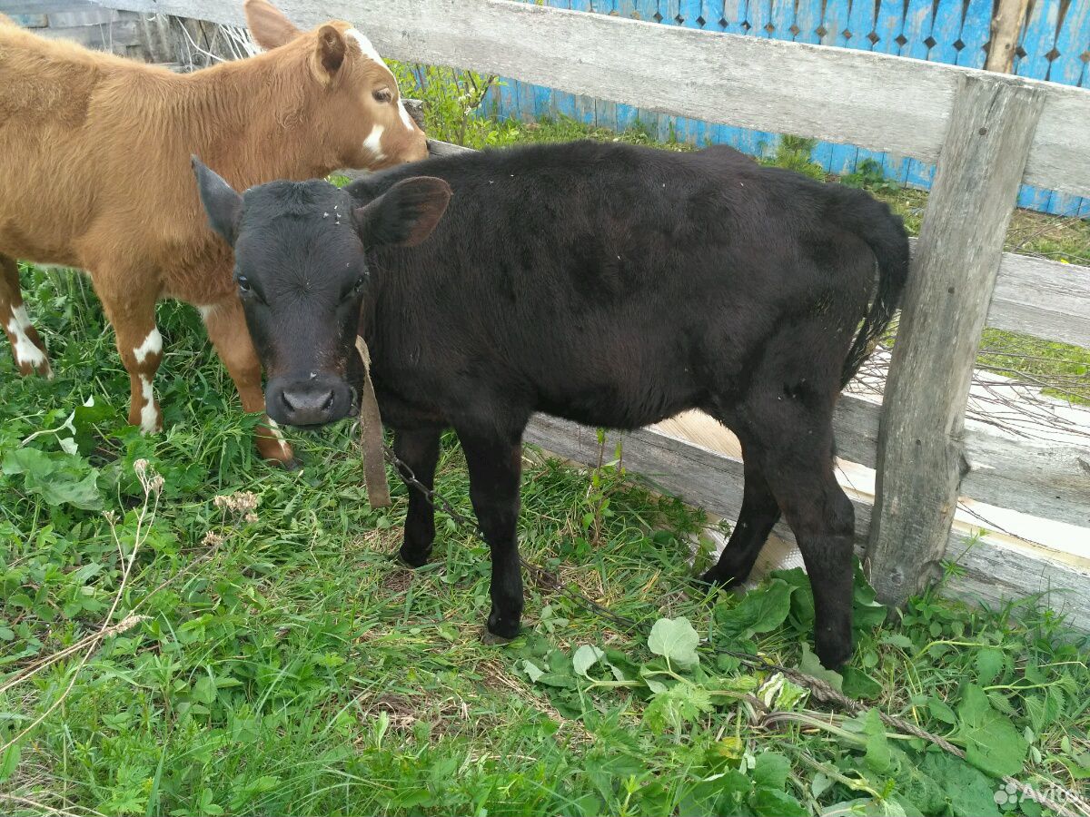 Телята и бык купить на Зозу.ру - фотография № 3