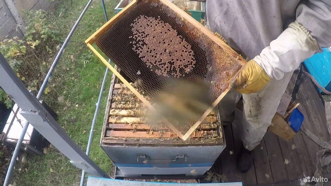 Товары для пчеловодства купить на Зозу.ру - фотография № 4
