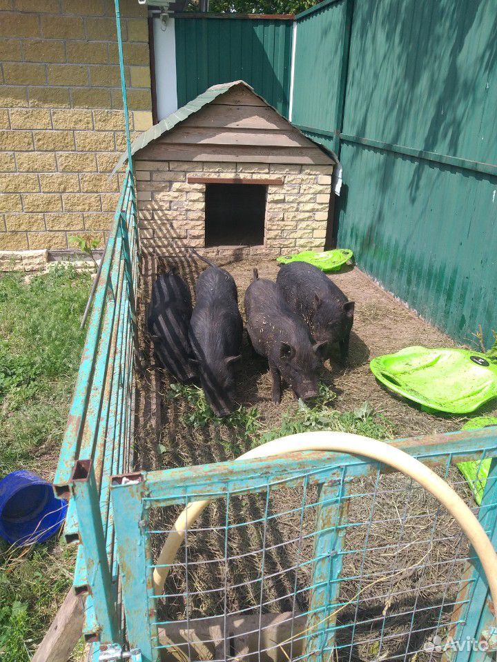 Вьетнамские свиньи купить на Зозу.ру - фотография № 4