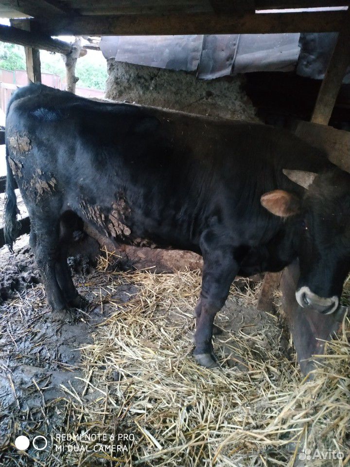 Бык и корова на мясо купить на Зозу.ру - фотография № 1