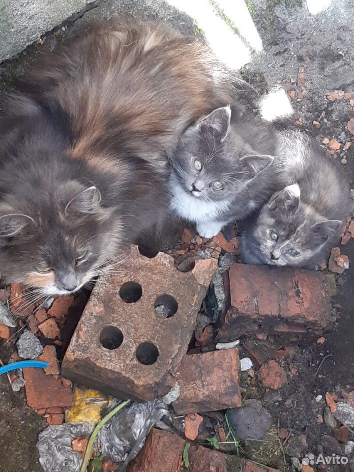 Красавица кошка и её котятки купить на Зозу.ру - фотография № 4