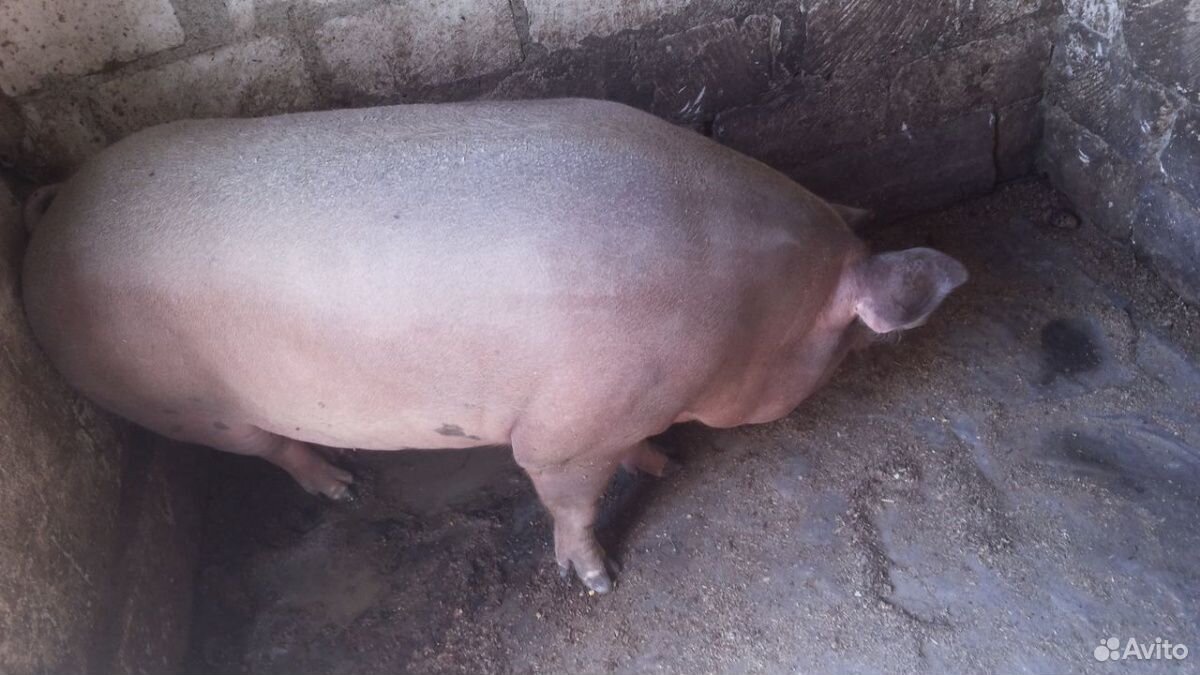 Хряк ландрас. Свиноматка ландрас. Ландрас (порода свиней). Свиньи 100 кг