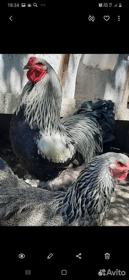 Курица и индюк с цыплятами купить на Зозу.ру - фотография № 6