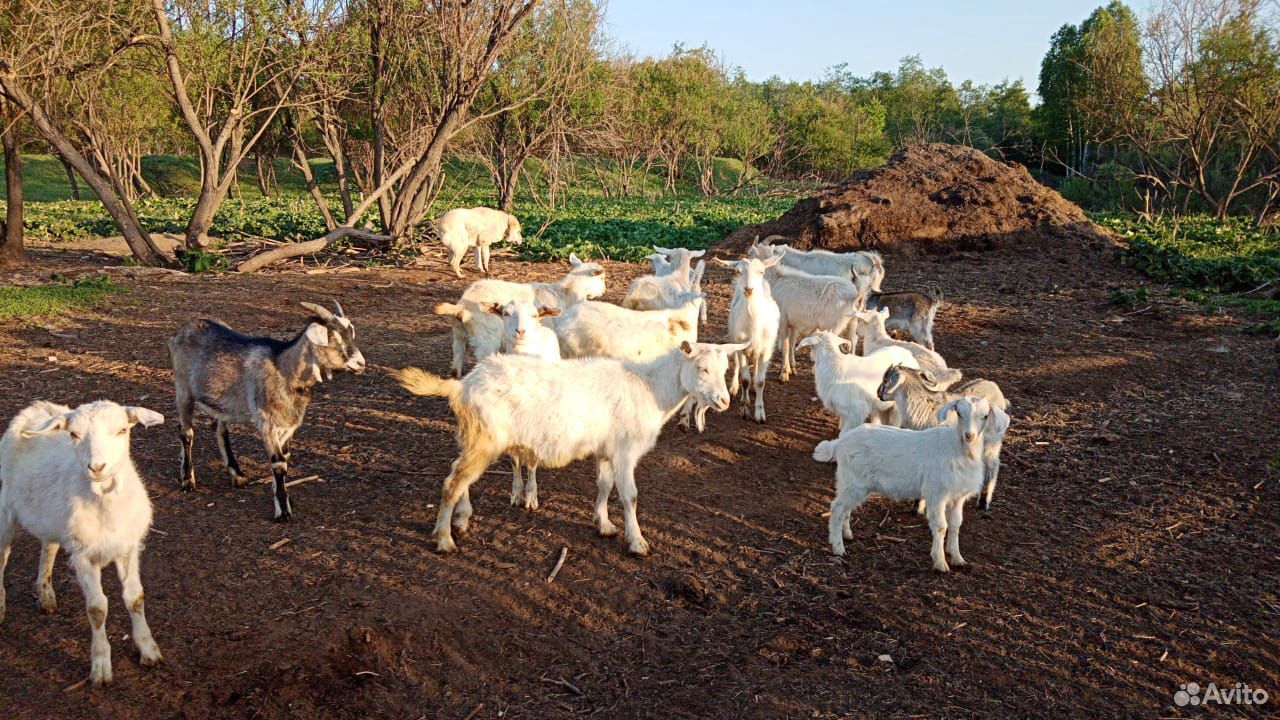 Продам породистых козлят купить на Зозу.ру - фотография № 1
