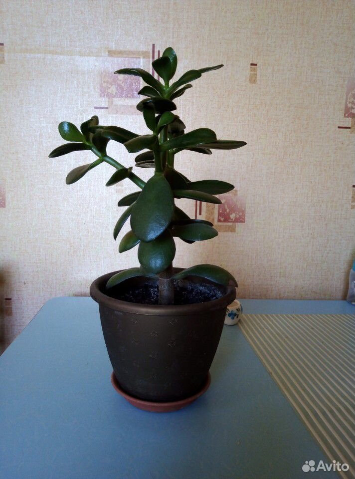 Денежное дерево, толстянка, крассула купить на Зозу.ру - фотография № 2
