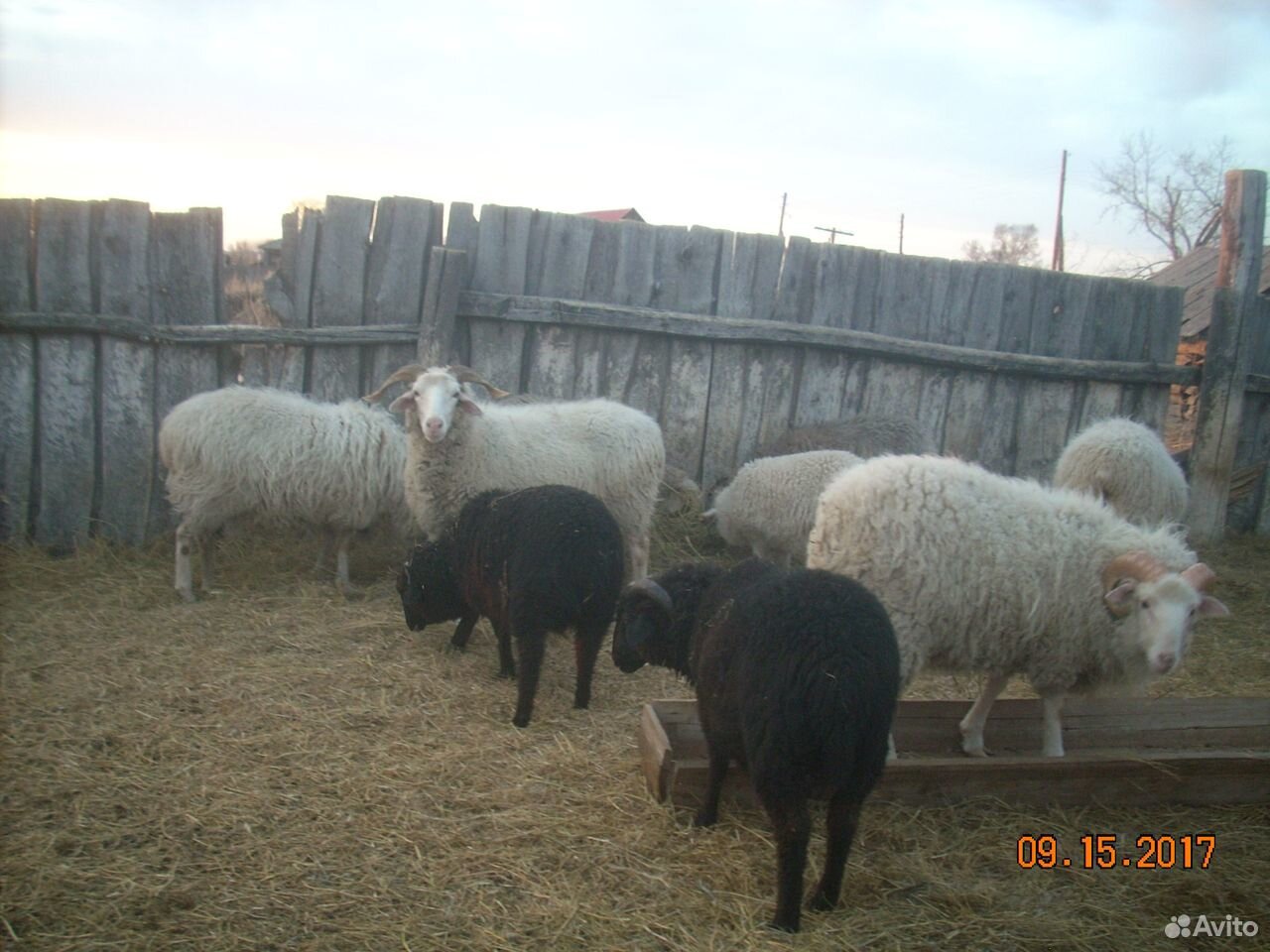 Овцематки с ягнятами купить на Зозу.ру - фотография № 1