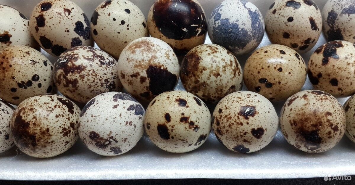 Инкубационное яйцо перепелов купить на Зозу.ру - фотография № 2