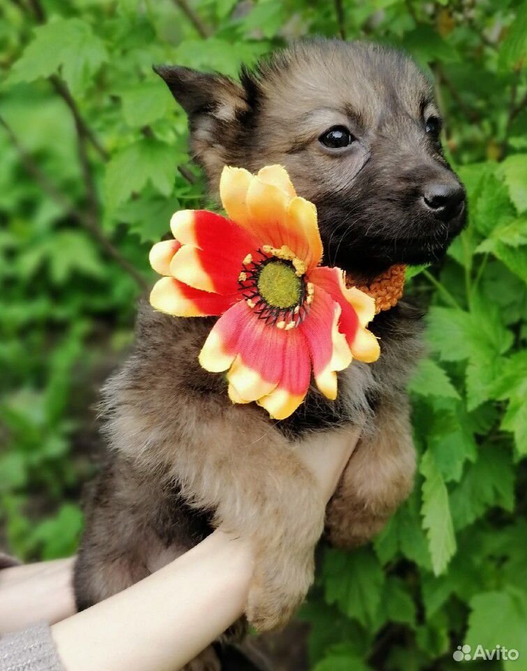 Маленькая собачка в дар купить на Зозу.ру - фотография № 1