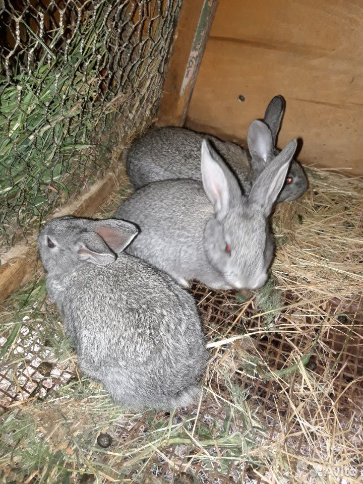 Маленькие крольчата купить на Зозу.ру - фотография № 1