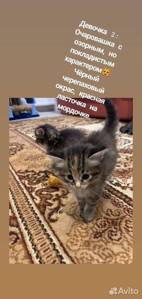 Милые кошечки купить на Зозу.ру - фотография № 2