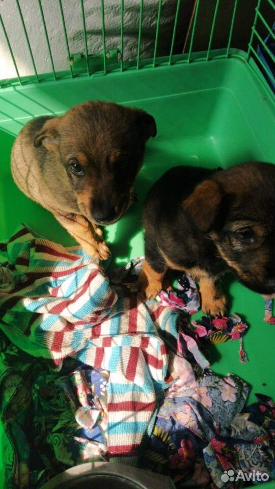В приюте много щенков в поисках семьи купить на Зозу.ру - фотография № 5
